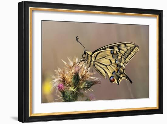 European Swallowtail Butterfly Resting on Thistle-null-Framed Photographic Print