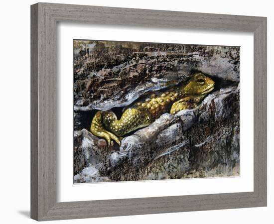 European Toad (Bufo Bufo), Bufonidae-null-Framed Giclee Print