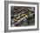 European Toad (Bufo Bufo), Bufonidae-null-Framed Giclee Print