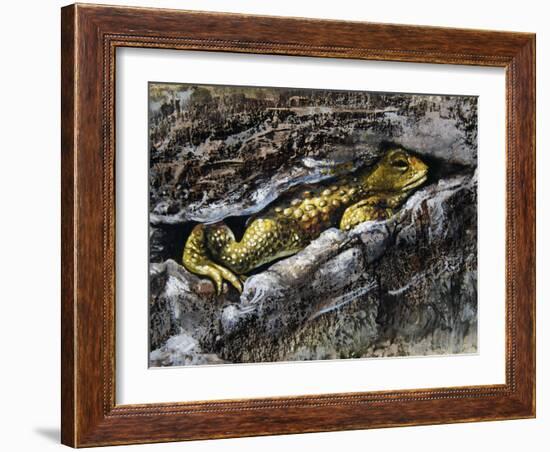 European Toad (Bufo Bufo), Bufonidae-null-Framed Giclee Print