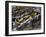 European Toad (Bufo Bufo), Bufonidae-null-Framed Giclee Print