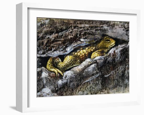 European Toad (Bufo Bufo), Bufonidae-null-Framed Giclee Print