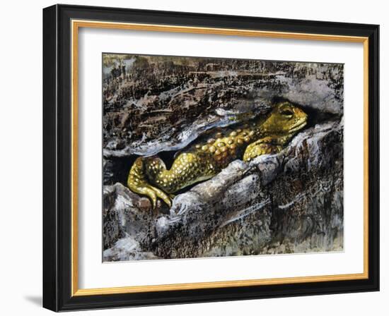 European Toad (Bufo Bufo), Bufonidae-null-Framed Giclee Print