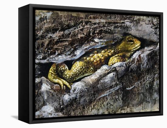 European Toad (Bufo Bufo), Bufonidae-null-Framed Premier Image Canvas