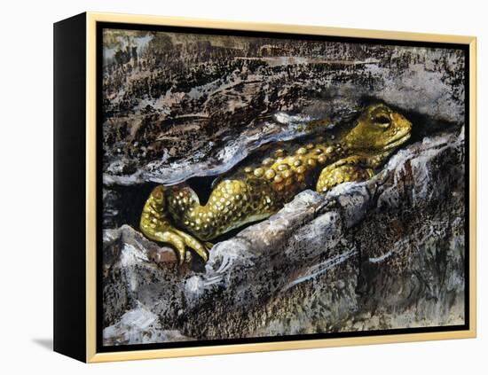 European Toad (Bufo Bufo), Bufonidae-null-Framed Premier Image Canvas