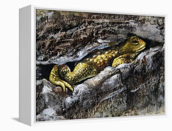 European Toad (Bufo Bufo), Bufonidae-null-Framed Premier Image Canvas