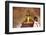 European Tourist Looking at Golden Buddha Statue in Bagan, Myanmar-Harry Marx-Framed Photographic Print