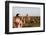 European Tourist Taking Pictures of Sunset at Temples of Bagan, Myanmar-Harry Marx-Framed Photographic Print