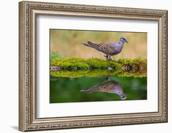 European turtle dove coming to drink, Hungary-Hermann Brehm-Framed Photographic Print