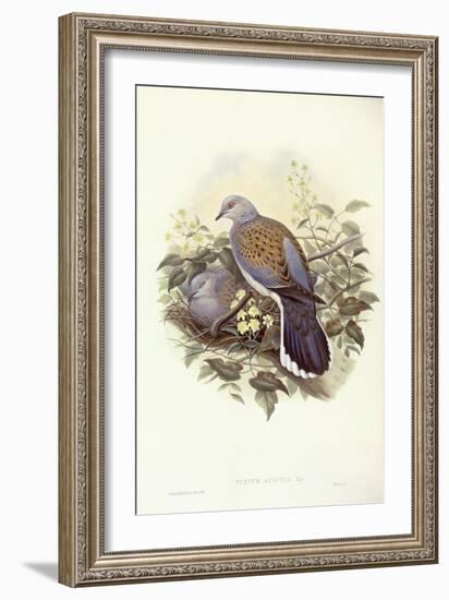 European Turtle-Dove (Streptopelia Turtur)-John Gould-Framed Giclee Print