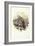 European Turtle-Dove (Streptopelia Turtur)-John Gould-Framed Giclee Print