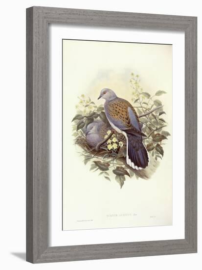 European Turtle-Dove (Streptopelia Turtur)-John Gould-Framed Giclee Print