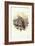 European Turtle-Dove (Streptopelia Turtur)-John Gould-Framed Giclee Print