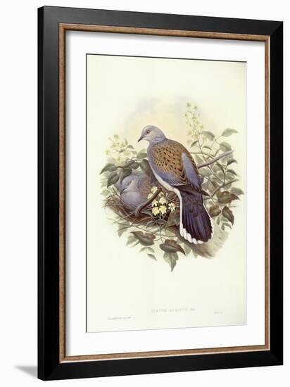 European Turtle-Dove (Streptopelia Turtur)-John Gould-Framed Giclee Print