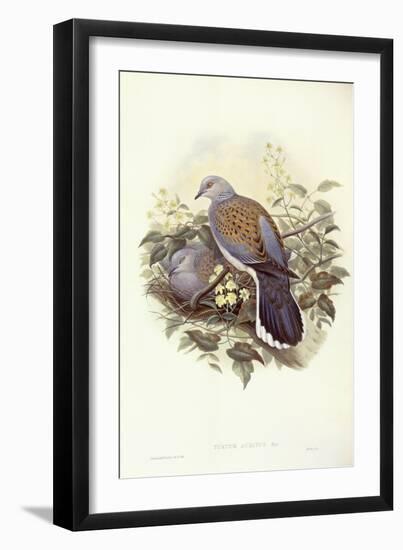 European Turtle-Dove (Streptopelia Turtur)-John Gould-Framed Giclee Print