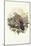European Turtle-Dove (Streptopelia Turtur)-John Gould-Mounted Giclee Print