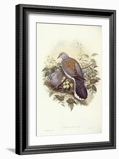 European Turtle-Dove (Streptopelia Turtur)-John Gould-Framed Giclee Print