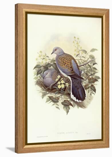 European Turtle-Dove (Streptopelia Turtur)-John Gould-Framed Premier Image Canvas