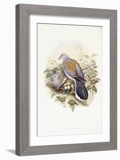 European Turtle-Dove (Streptopelia Turtur)-John Gould-Framed Giclee Print