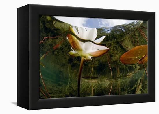 European White Water Lily (Nymphaea Alba) Flower, Bohuslän, Sweden-Lundgren-Framed Premier Image Canvas