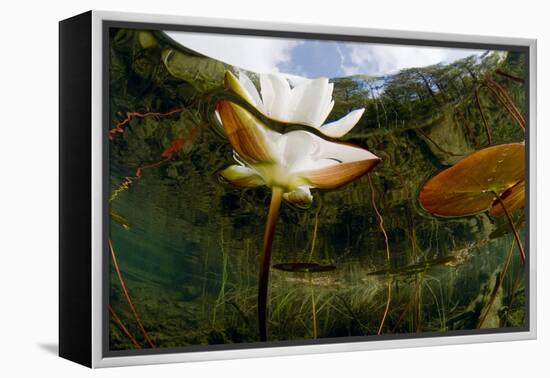 European White Water Lily (Nymphaea Alba) Flower, Bohuslän, Sweden-Lundgren-Framed Premier Image Canvas