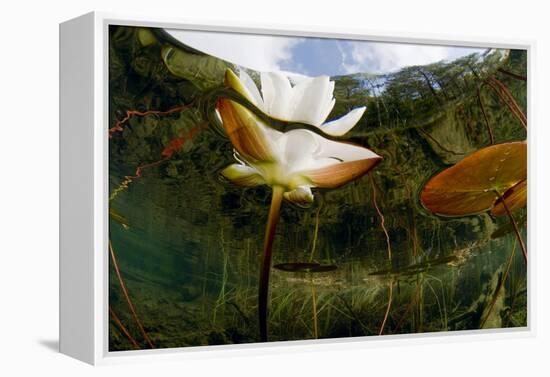 European White Water Lily (Nymphaea Alba) Flower, Bohuslän, Sweden-Lundgren-Framed Premier Image Canvas