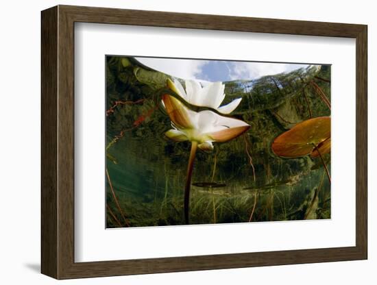 European White Water Lily (Nymphaea Alba) Flower, Bohuslän, Sweden-Lundgren-Framed Photographic Print