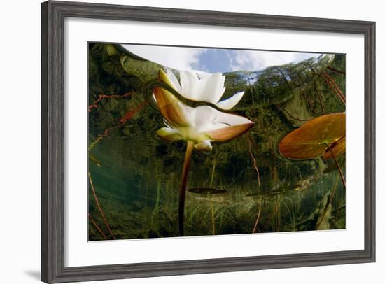 European White Water Lily (Nymphaea Alba) Flower, Bohuslän, Sweden-Lundgren-Framed Photographic Print