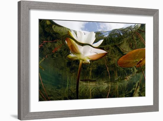 European White Water Lily (Nymphaea Alba) Flower, Bohuslän, Sweden-Lundgren-Framed Photographic Print