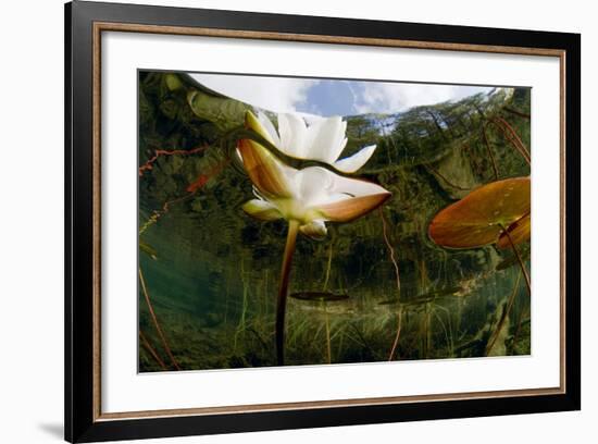 European White Water Lily (Nymphaea Alba) Flower, Bohuslän, Sweden-Lundgren-Framed Photographic Print