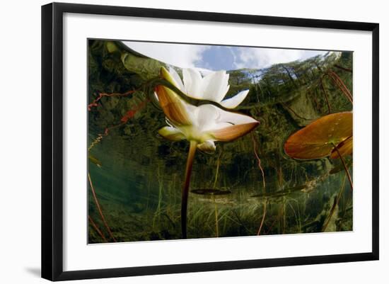 European White Water Lily (Nymphaea Alba) Flower, Bohuslän, Sweden-Lundgren-Framed Photographic Print