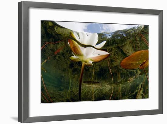 European White Water Lily (Nymphaea Alba) Flower, Bohuslän, Sweden-Lundgren-Framed Photographic Print