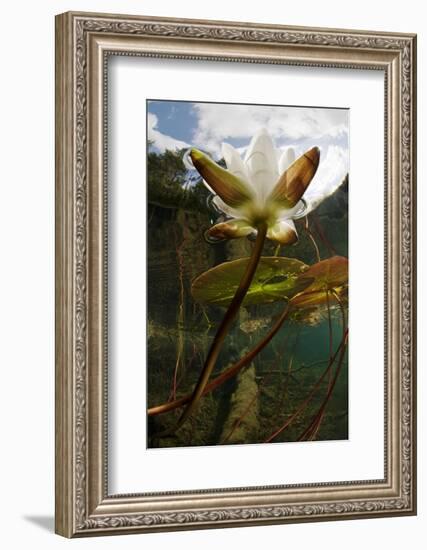 European White Water Lily (Nymphaea Alba) Flower in Lake, Bohuslän, Sweden, August 2008 Wwe Book-Lundgren-Framed Photographic Print