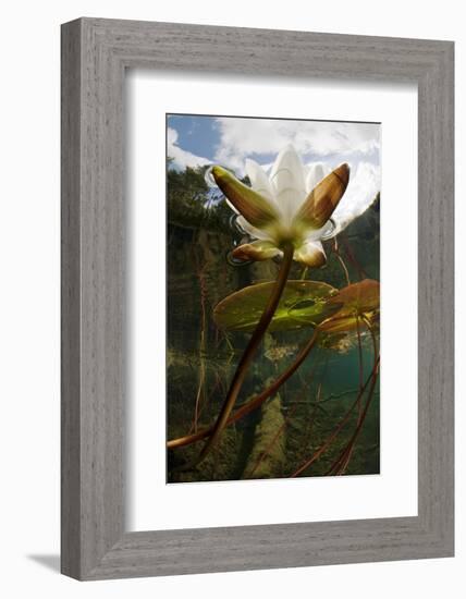 European White Water Lily (Nymphaea Alba) Flower in Lake, Bohuslän, Sweden, August 2008 Wwe Book-Lundgren-Framed Photographic Print