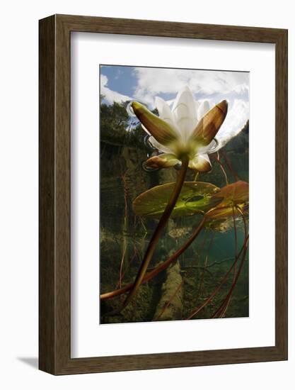 European White Water Lily (Nymphaea Alba) Flower in Lake, Bohuslän, Sweden, August 2008 Wwe Book-Lundgren-Framed Photographic Print