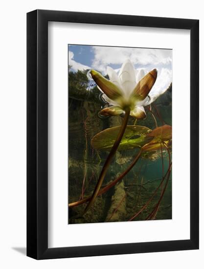 European White Water Lily (Nymphaea Alba) Flower in Lake, Bohuslän, Sweden, August 2008 Wwe Book-Lundgren-Framed Photographic Print