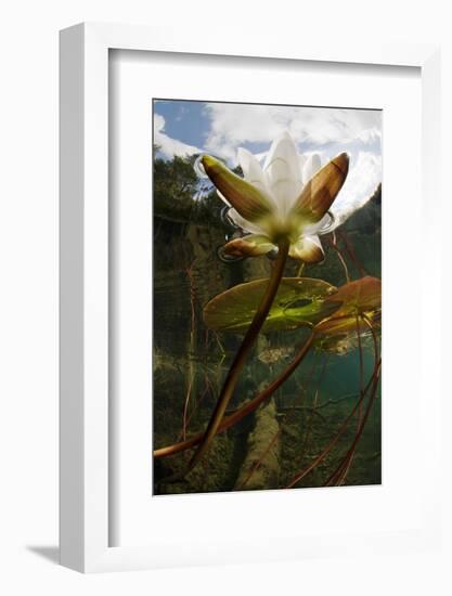 European White Water Lily (Nymphaea Alba) Flower in Lake, Bohuslän, Sweden, August 2008 Wwe Book-Lundgren-Framed Photographic Print