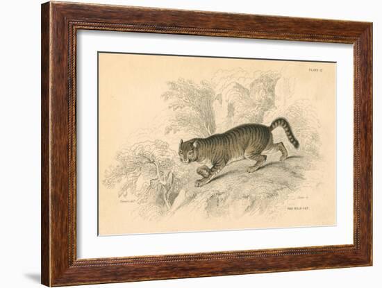 European Wild Cat (Felis Silvestri), 1828-null-Framed Giclee Print