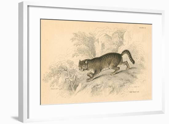 European Wild Cat (Felis Silvestri), 1828-null-Framed Giclee Print