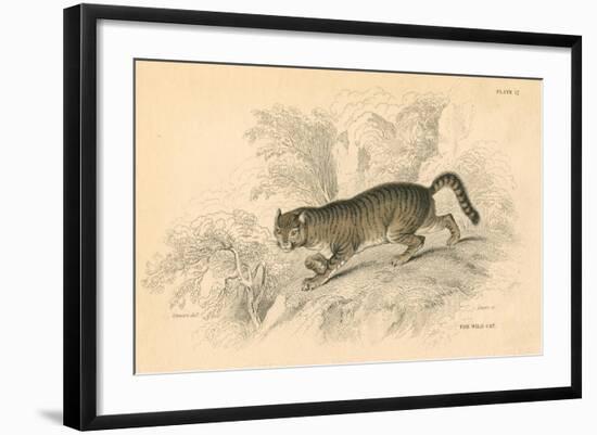 European Wild Cat (Felis Silvestri), 1828-null-Framed Giclee Print