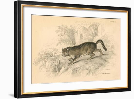 European Wild Cat (Felis Silvestri), 1828-null-Framed Giclee Print