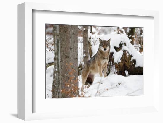 European Wolf, Canis Lupus, Bavarian Forest National Park, Bavaria, Germany, Captive-Ronald Wittek-Framed Photographic Print