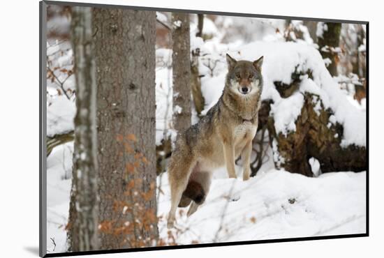 European Wolf, Canis Lupus, Bavarian Forest National Park, Bavaria, Germany, Captive-Ronald Wittek-Mounted Photographic Print