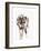 European Wolf-Mark Adlington-Framed Giclee Print