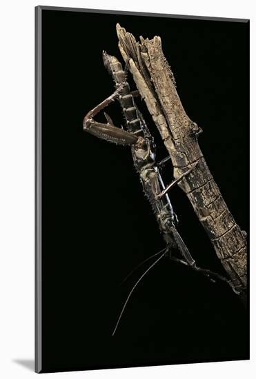 Eurycantha Calcarata ( (Giant Spiny Stick Insect, Thorny Devil Stick Insect)-Paul Starosta-Mounted Photographic Print