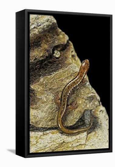 Eurycea Bislineata (Northern Two-Lined Salamander)-Paul Starosta-Framed Premier Image Canvas