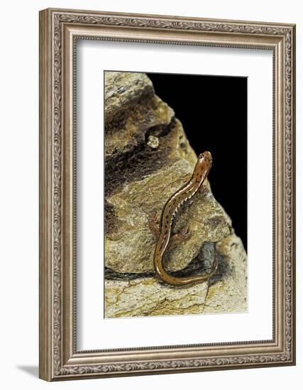 Eurycea Bislineata (Northern Two-Lined Salamander)-Paul Starosta-Framed Photographic Print