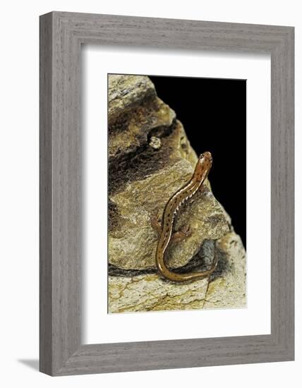 Eurycea Bislineata (Northern Two-Lined Salamander)-Paul Starosta-Framed Photographic Print