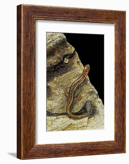 Eurycea Bislineata (Northern Two-Lined Salamander)-Paul Starosta-Framed Photographic Print