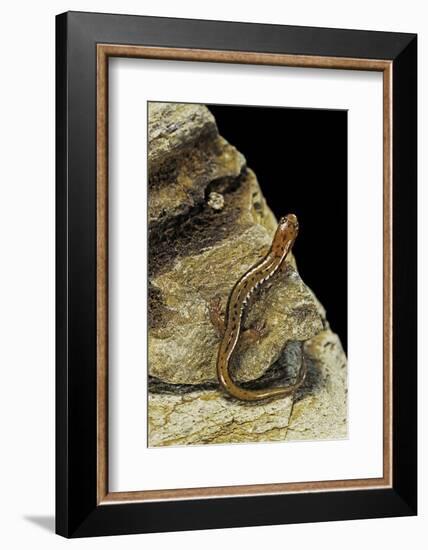 Eurycea Bislineata (Northern Two-Lined Salamander)-Paul Starosta-Framed Photographic Print